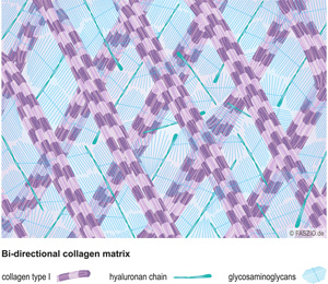Illustration bi-directional collagen matrix by FASZIO®
