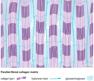 Illustration parallel fibred collagen matrix by FASZIO®