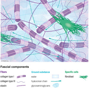 Illustration fascial-components by FASZIO