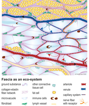 Illustration fascia as an eco system