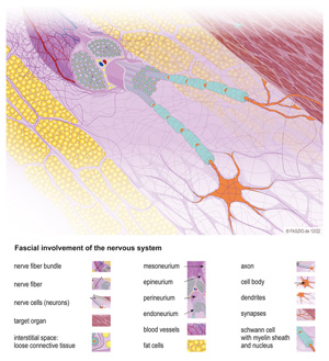 Illustration fascial involvement of the nervous system by FASZIO®