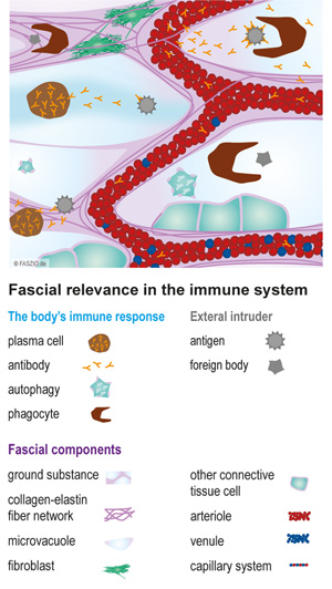 Fascial relevance in the immune system FASZIO®