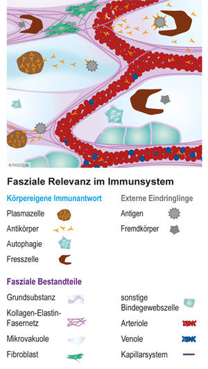 Fasziengrafik "Fasziale Relevanz Immunsystem"