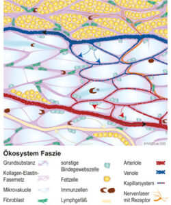 Ökosystem Faszie 12-22