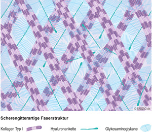 Fasziengrafik "Scherengitteratig verlaufende Kollagenfasern"